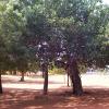 Trees near Manalmatha Church
